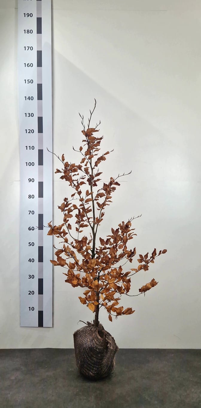 Fagus sylvatica - 100-125 CM RB